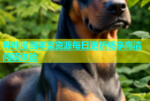 哔咔漫画丰富资源每日更新畅享高清阅读体验